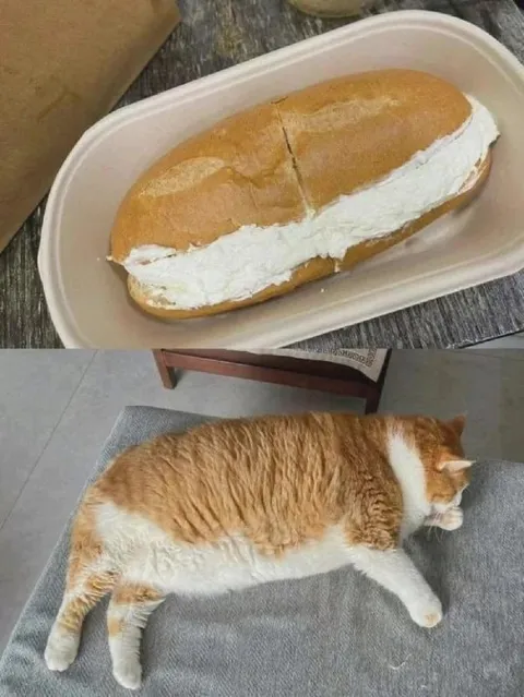 Кот-бутерброд с начинкой