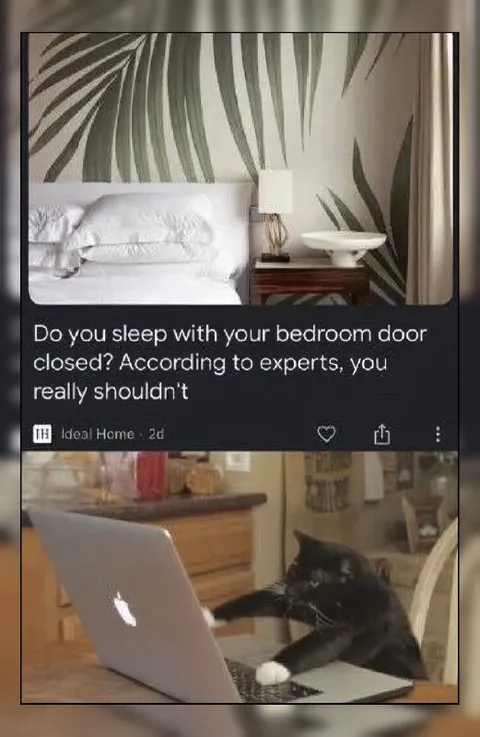 Cat Rejects Bedroom Advice