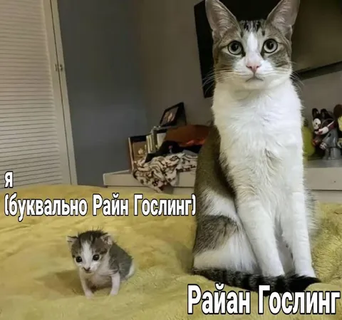 Я буквально Райан Гослинг