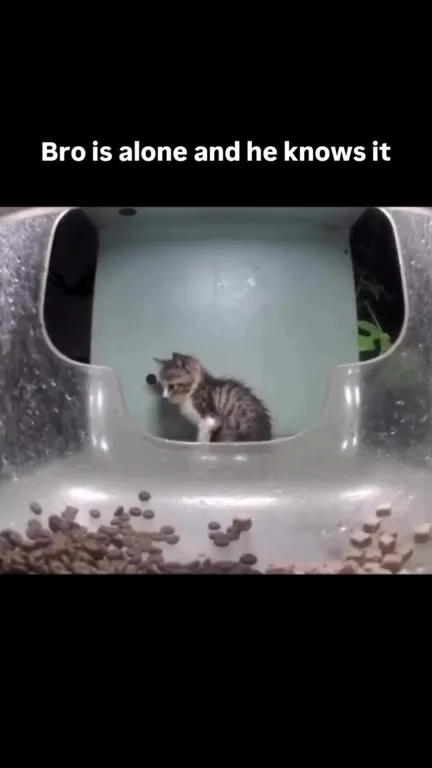 Lonely Kitten in the Storm