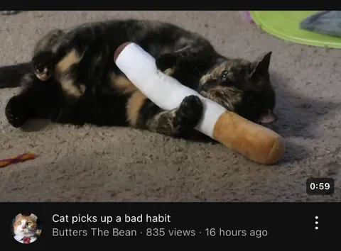 Cat Picks Up a Bad Habit