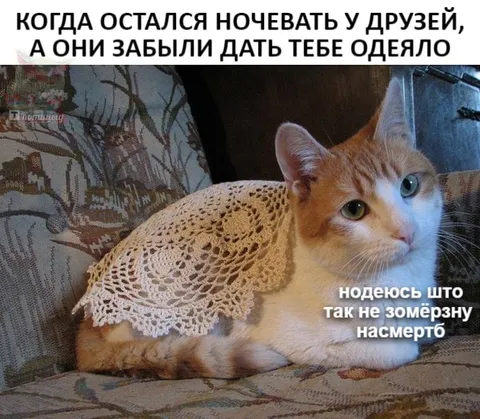 Кот без одеяла у друзей