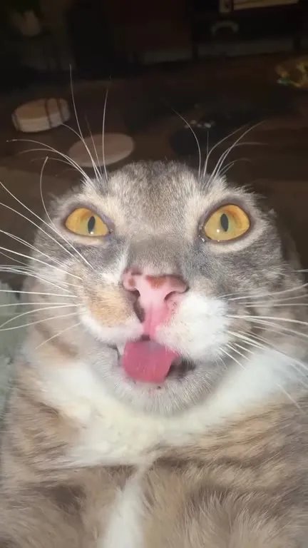 Кот с высунутым языком