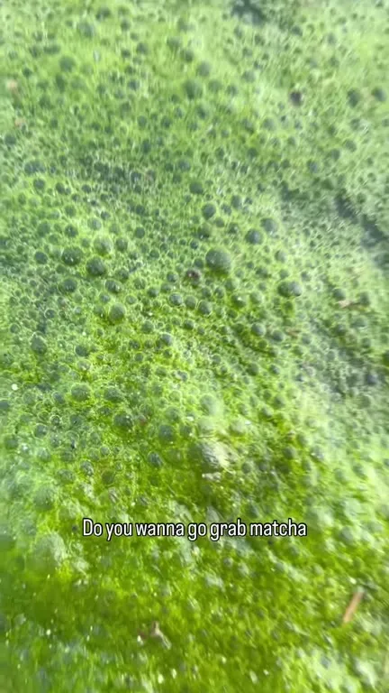 Do You Wanna Grab Matcha?