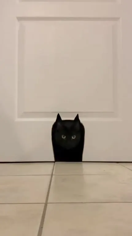 Чёрный кот выходит под бит