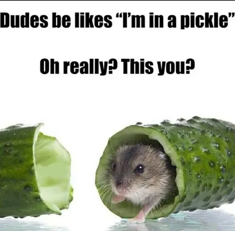 I'm in a Pickle