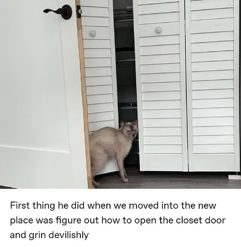 Cat Opens the Closet