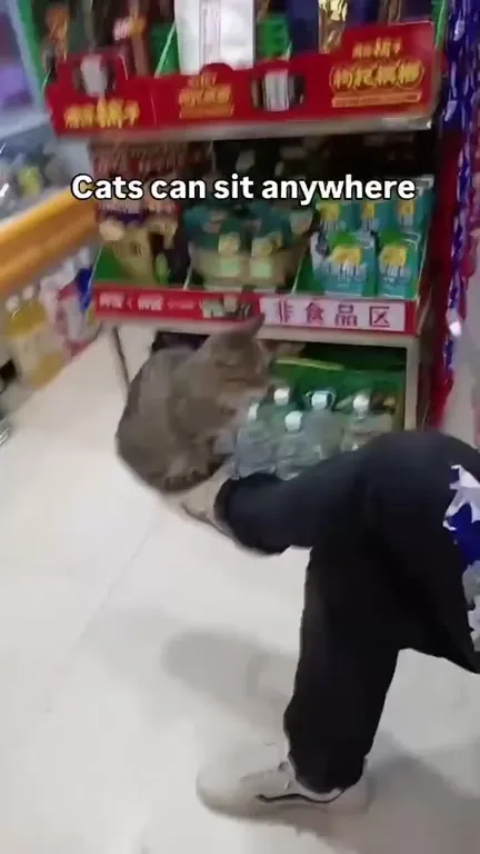 Cats Can Sit Anywhere