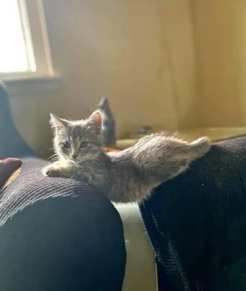 Котёнок между коленями