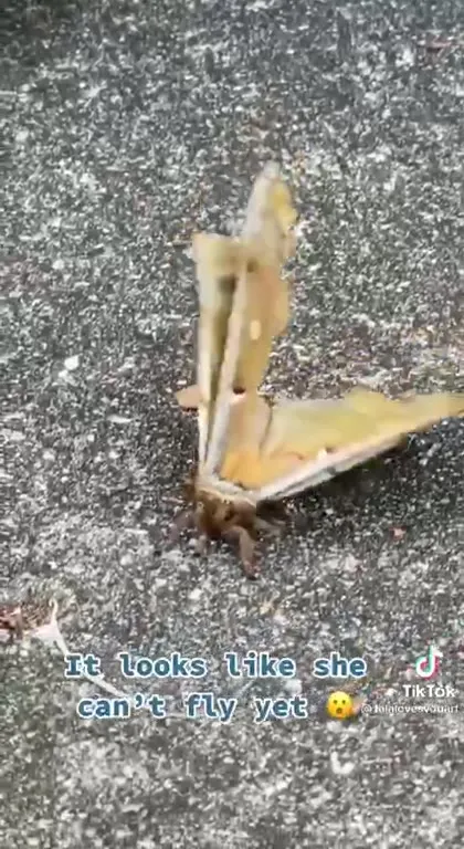 Moth Learns to Fly