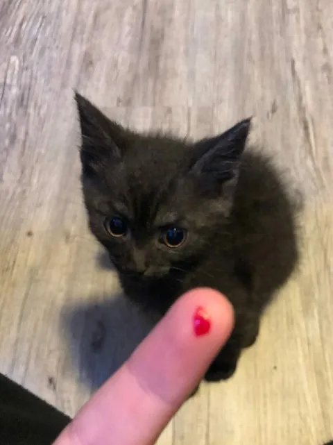 Котёнок с уколотым пальцем