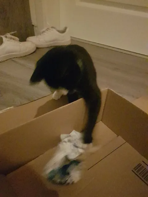 Кот охотится на игрушку