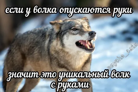 Уникальный волк с руками