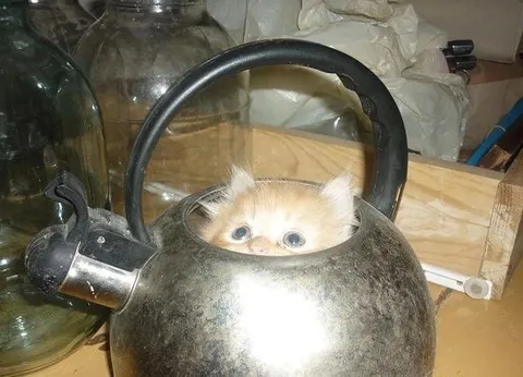 Котёнок в чайнике