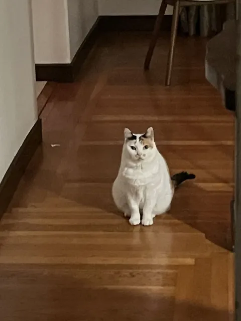 Кот сидит в коридоре