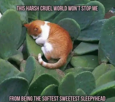 Sleepy Cat Defies the Harsh World
