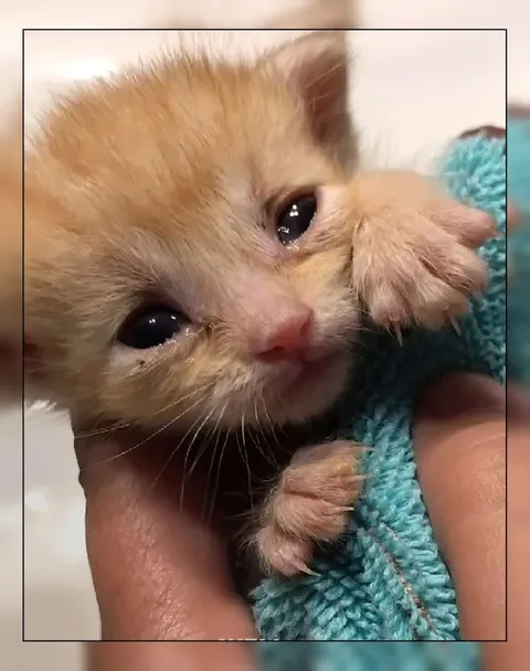 Плачущий котёнок в пледе