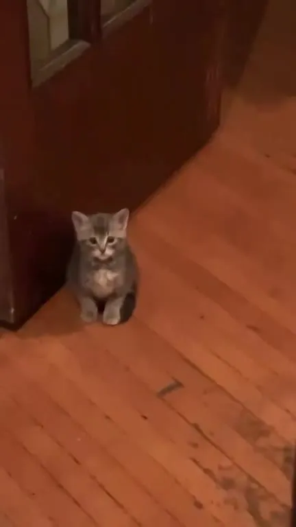 Котёнок у двери