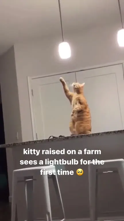 Farm Kitty Discovers the Lightbulb
