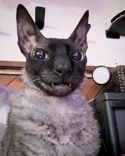 Угрюмый кот с огромными ушами