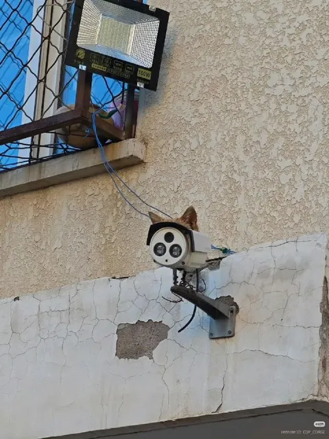 Кот вместо камеры
