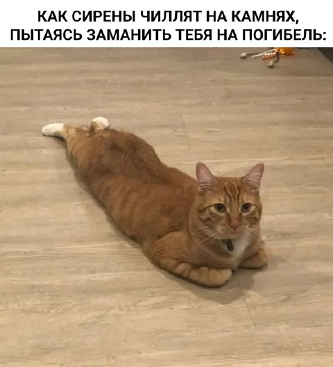 Сирены заманивают кота на погибель