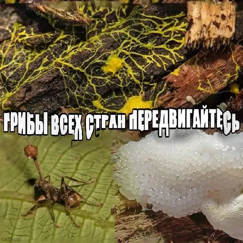Грибы всех стран перевивайтесь