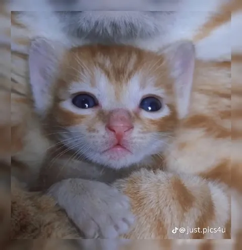 Грустный рыжий котёнок