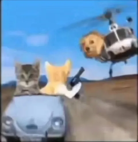 Котята на машинках