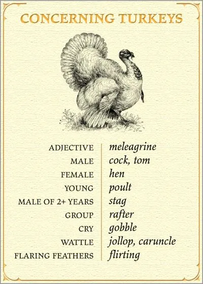 Concerning Turkeys Vocabulary Chart