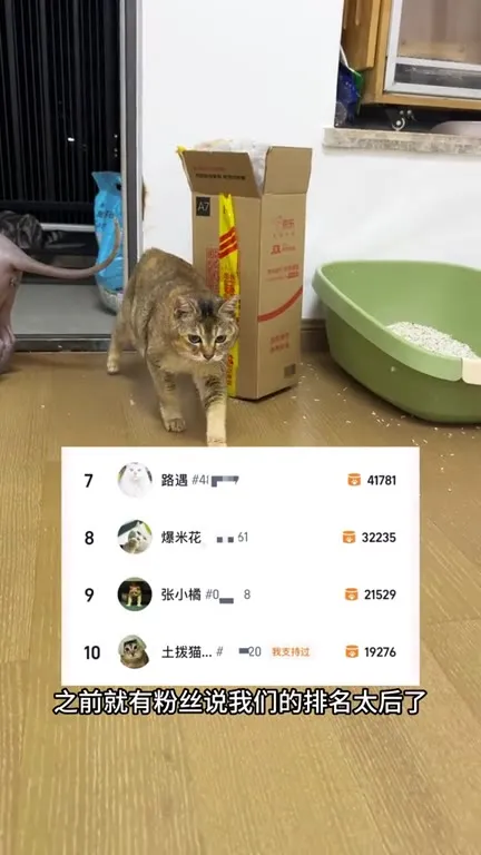 美姐拒绝参加猫王大赛