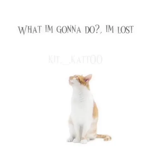 What Do You Like? Cats