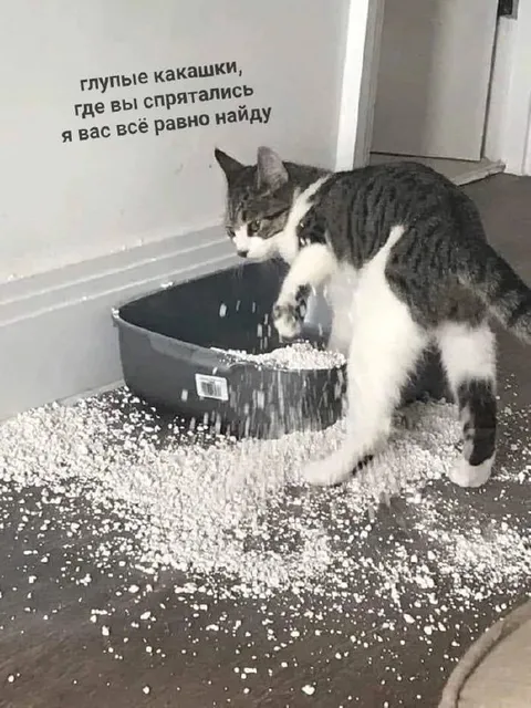 Кот ищет глупые какашки