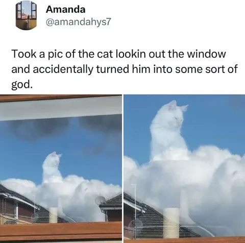 Cat Turned Into a God