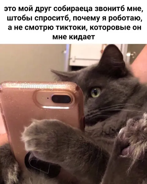 Кот смотрит тиктоки вместо работы