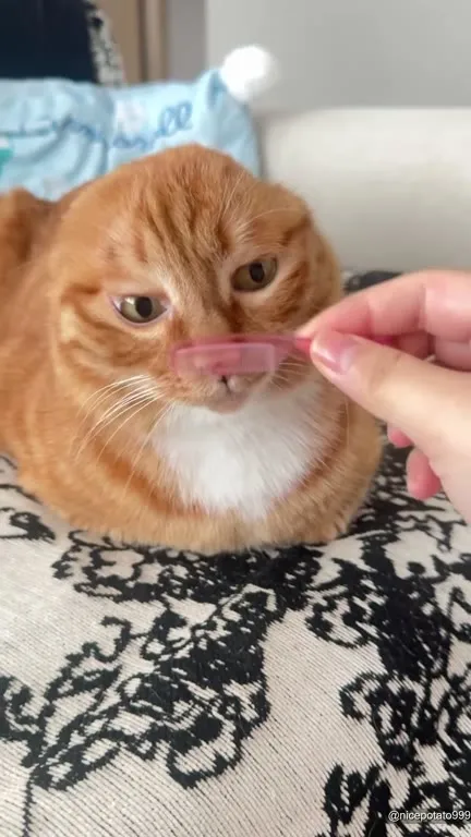 Кот после странной песни