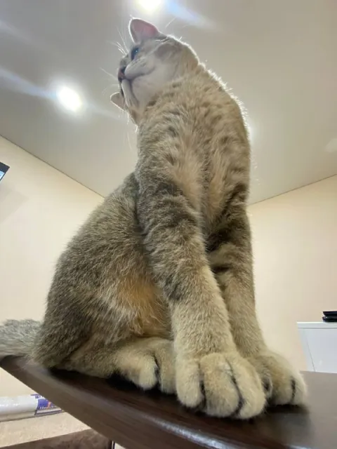Величественный кот снизу