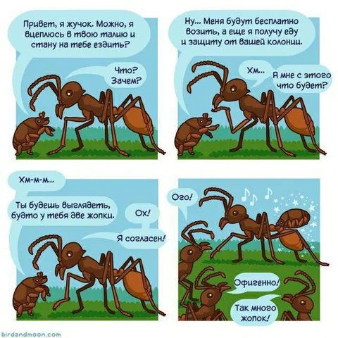 Жук на муравье