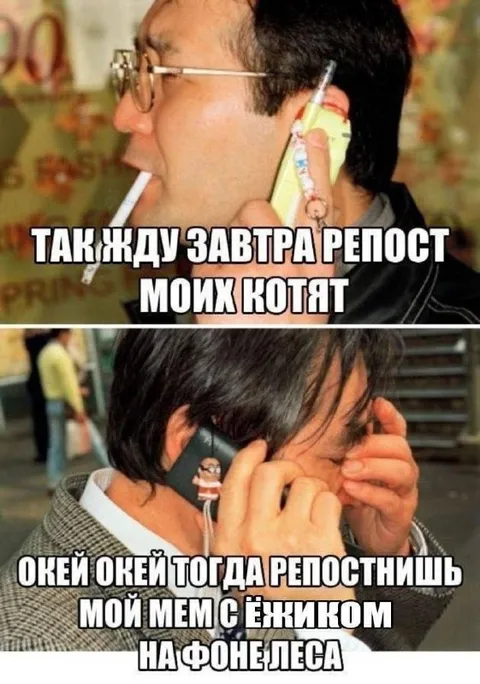 Репост котят и мем с ёжиком