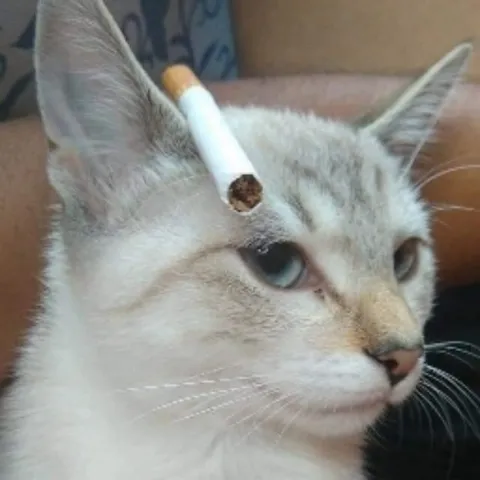 Кот с сигаретой