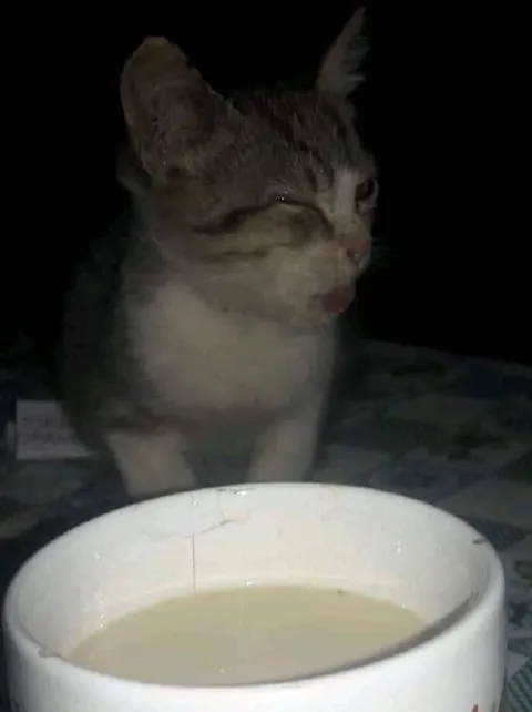 Кот смотрит на миску