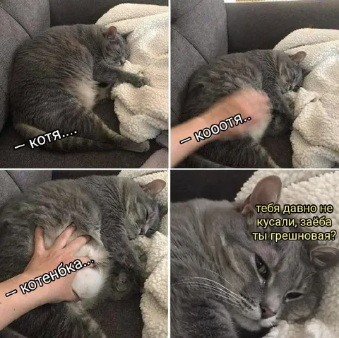 Котя, котенька и кусачая ласка