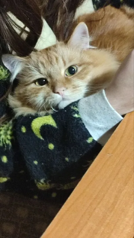 Рыжий кот на плече