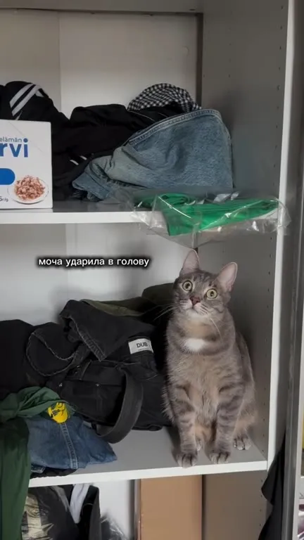Кот не любит рабочие будни