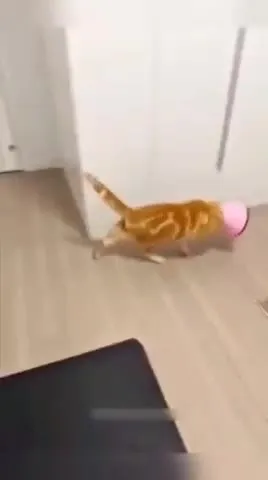 Кот ползёт к миске