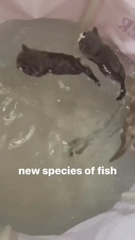 New Species of Fish