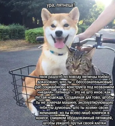 Радость пятницы и клетка