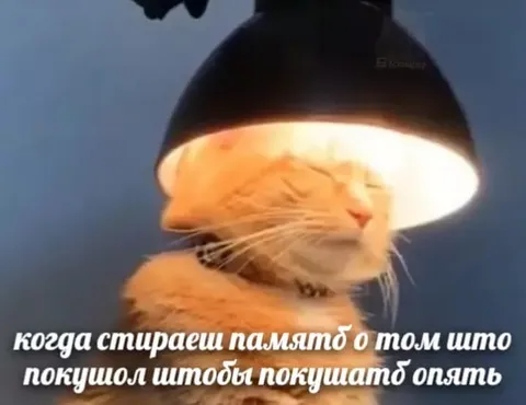Кот стирает память о еде