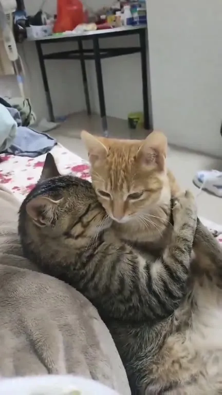 Кот обнимает сонного друга