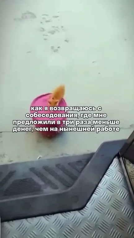 Кот возвращается после собеседования